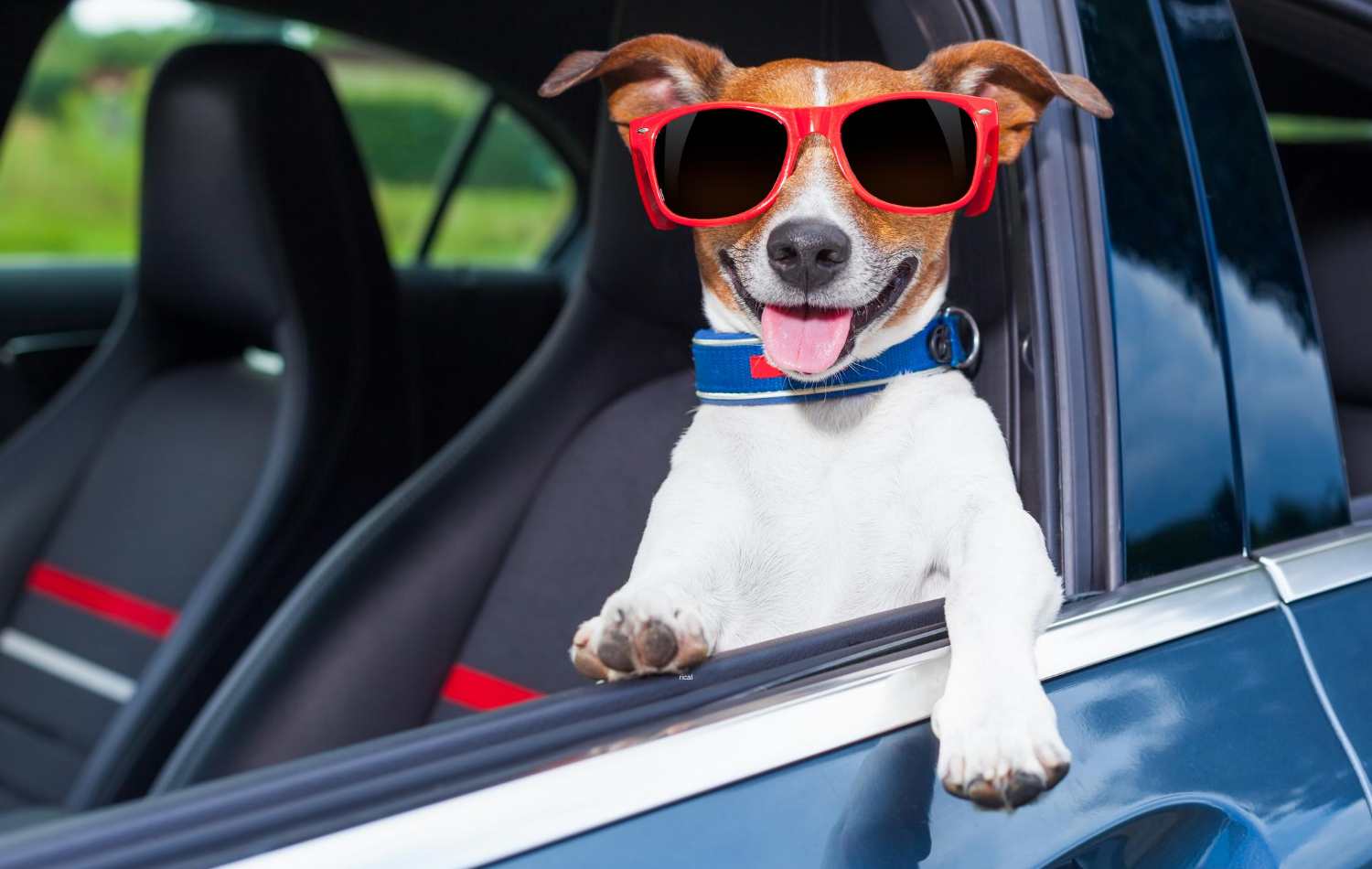 Summer Trips and Your Pets